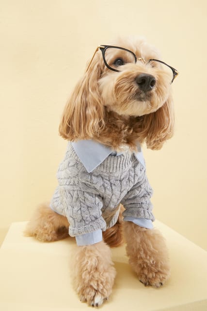 PET LOGO CABLE KNIT GRAY