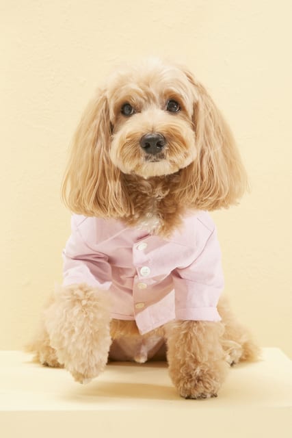 PET OXFORD SHIRT PINK