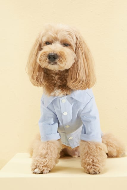 PET OXFORD SHIRT SKY BLUE